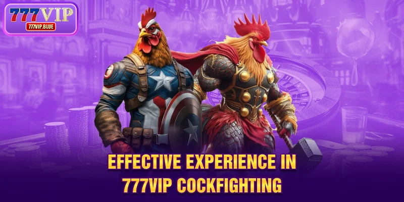 Effective experience in 777VIP cockfighting